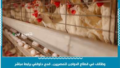 وظائف في قطاع الدواجن للمصريين.. قدم دلوقتي برابط مباشر